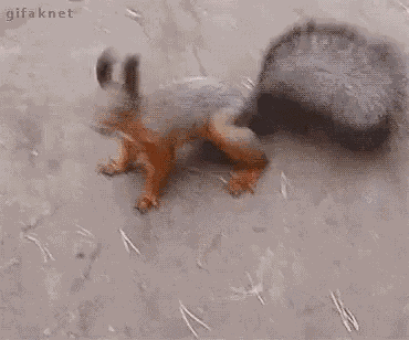 Lets Go Squirrel GIF