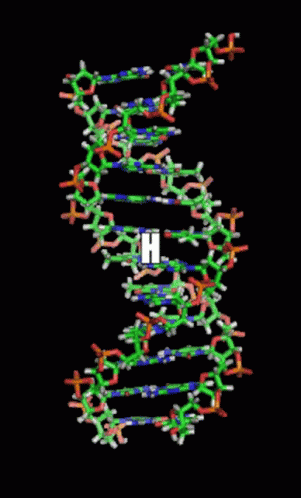 Letter H Dna Structure GIF