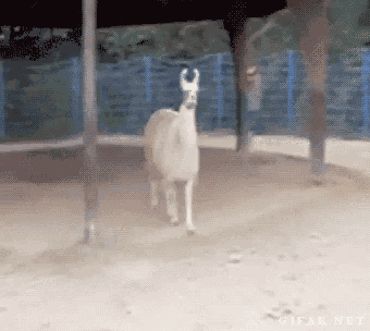 Lhama Llama GIF