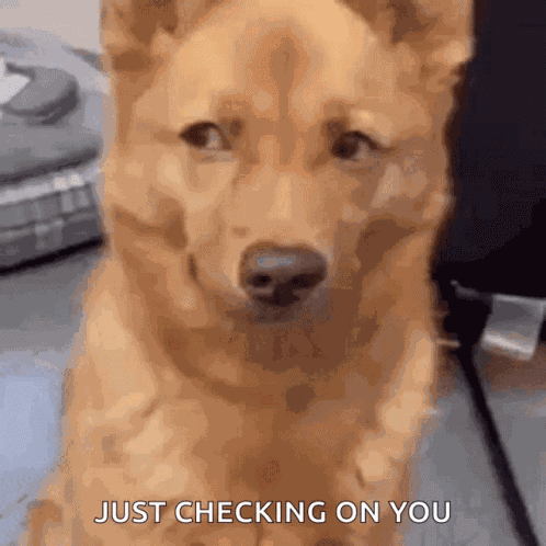Lia Dog GIF