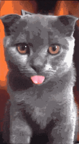 Lick C At GIF