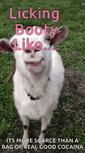 Lick Licking GIF
