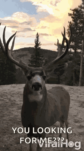 Lick Sniff GIF