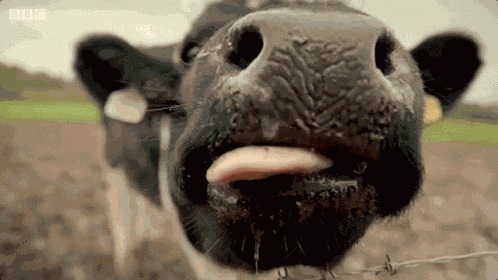 Lick Tongue GIF