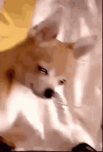 Likeyouneverdo Crying Chiwawa GIF