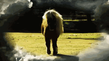 Lil Sebastian Little Sebastian GIF