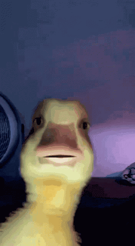 Lils Silly Duck Lilsduck GIF