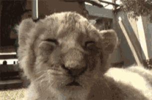 Lion Cub Cute Animals GIF