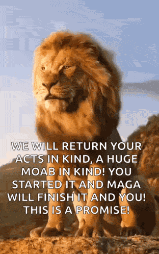 Lion King Lion GIF