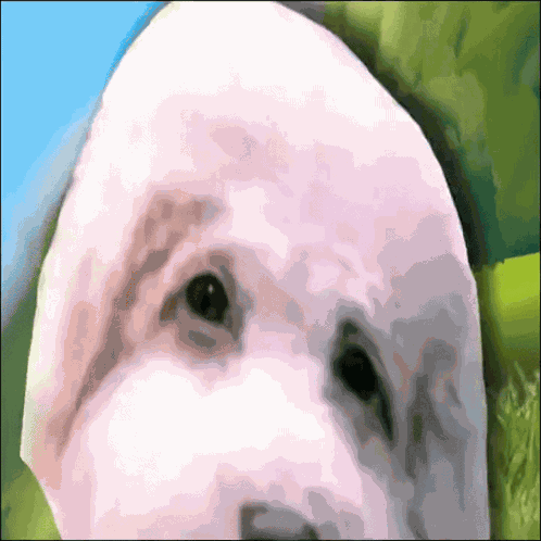 Listen To Him Dog GIF