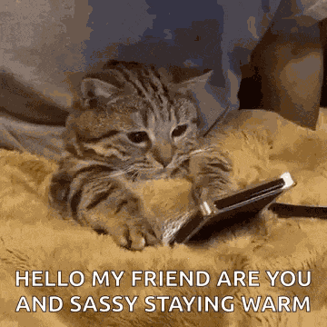 Little Kitty Kitten Looking A Phone GIF