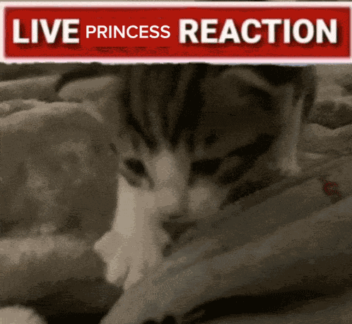 Live Cat Reaction Adorable GIF