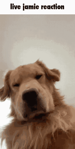 Live Jamie Reaction Dogs GIF