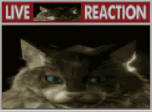 Live Reaction Live Shalquoir Reaction Meme