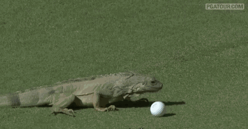 Lizard Golf - Golf GIF