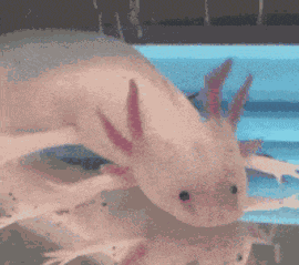 Lizzie Borden Axolotl GIF