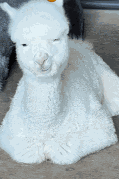 Llama Alpaca GIF