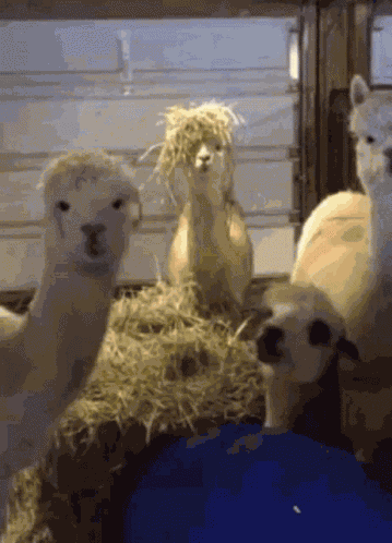 Llama Animal GIF