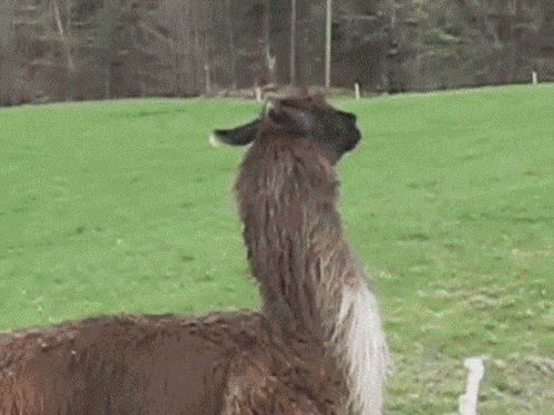 Llama Bounce Llama GIF