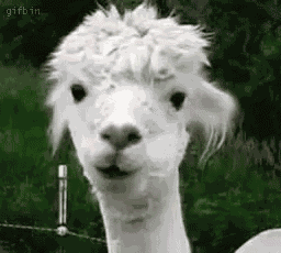 Llama GIF