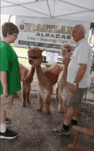 Llama Cool GIF
