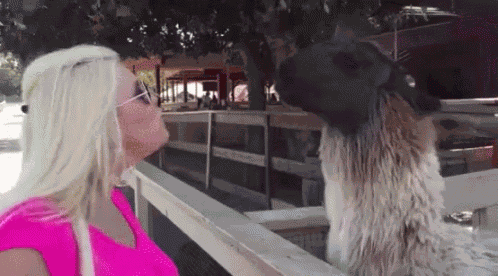 Llama Escupiendo A Mujer GIF