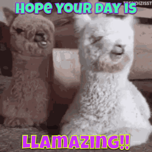 Llama Llamazing GIF
