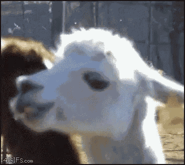 Llama Mirada GIF