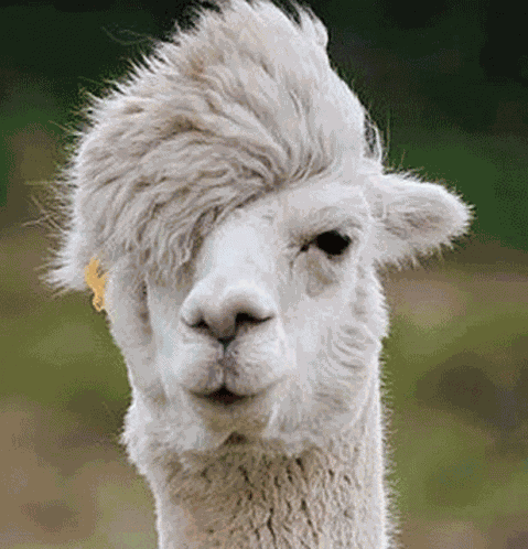 Llama GIF