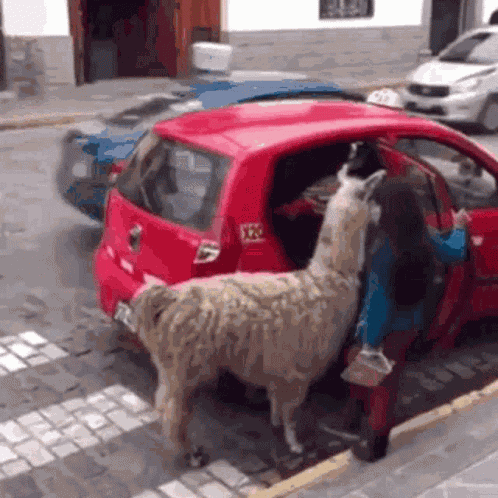 Llama GIF