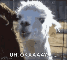 Llama Side Eye GIF