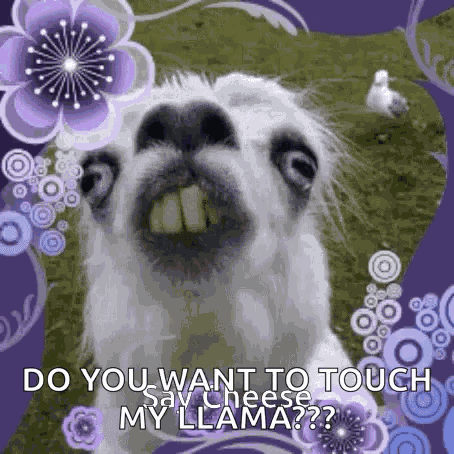 Llama Smile GIF