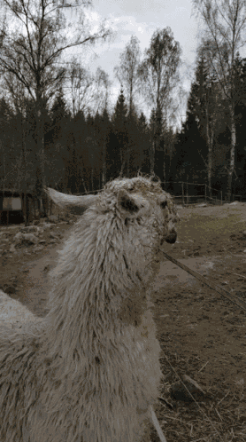 Llama Spit GIF