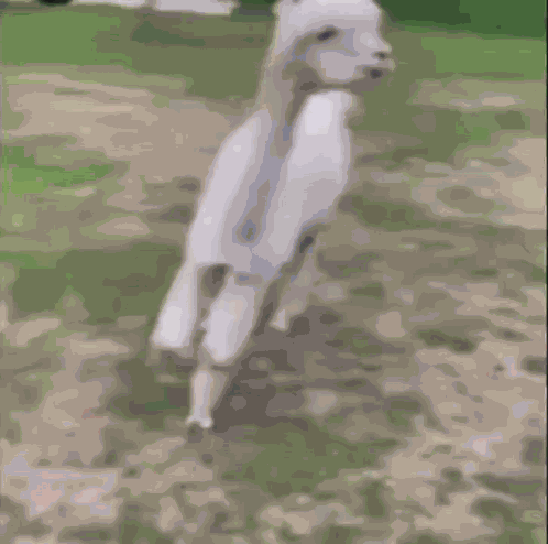 Llama Split GIF