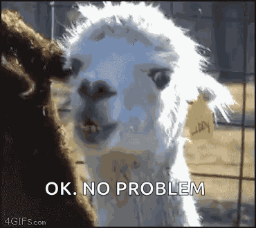 Llama Stare GIF