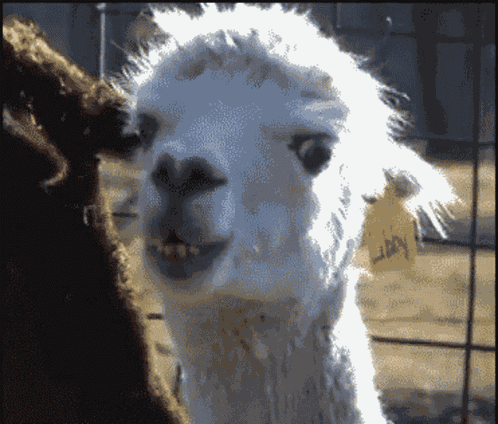 Llama Stare Baeautomatic GIF