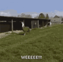 Llamas GIF