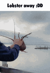 Lobster Yeet GIF