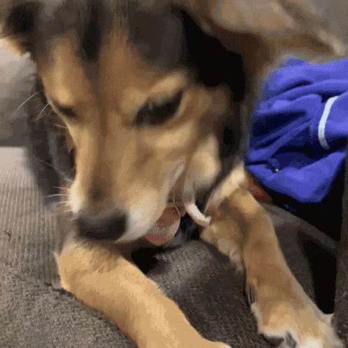 Loladog Cute GIF