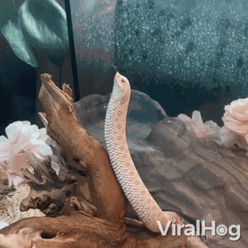 Look Up Into The Sky Viralhog GIF