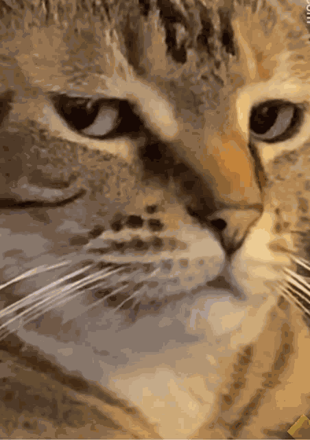 Looking Eye Roll Meme