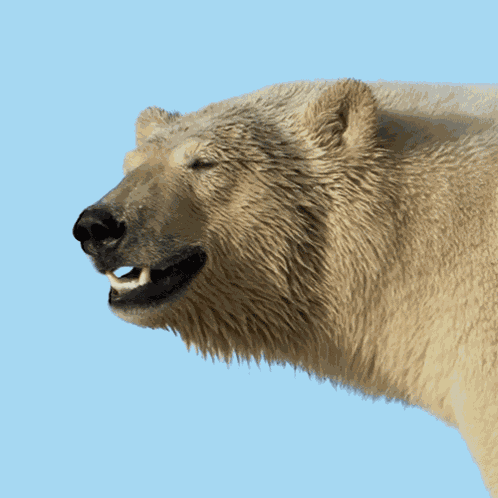 Looking Polar Bear GIF