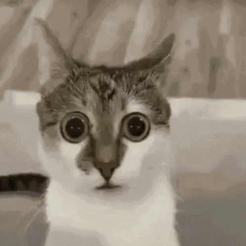 Looks Around Scared Cat GIF
