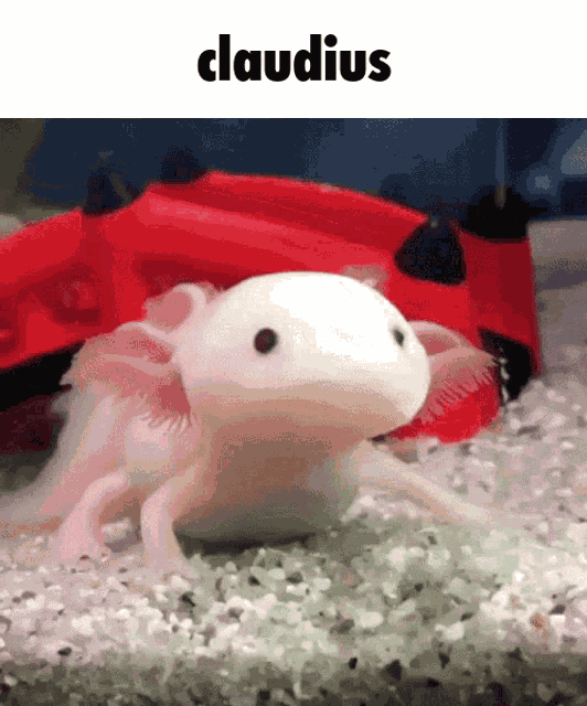Lord Claudius Axolotl GIF
