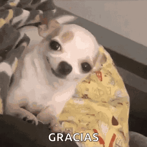 Lost Confused GIF