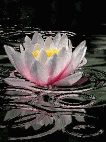 Lotus In Rain Rain Lotus GIF
