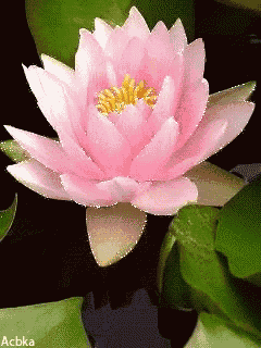 Lotus GIF
