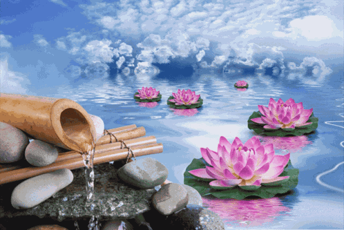 Lotus Lily GIF