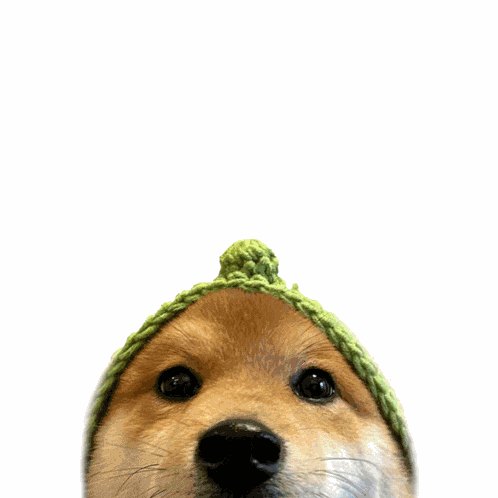 Loucoinonsol Firework GIF