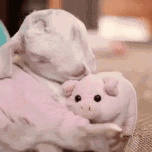 Love Bacon GIF